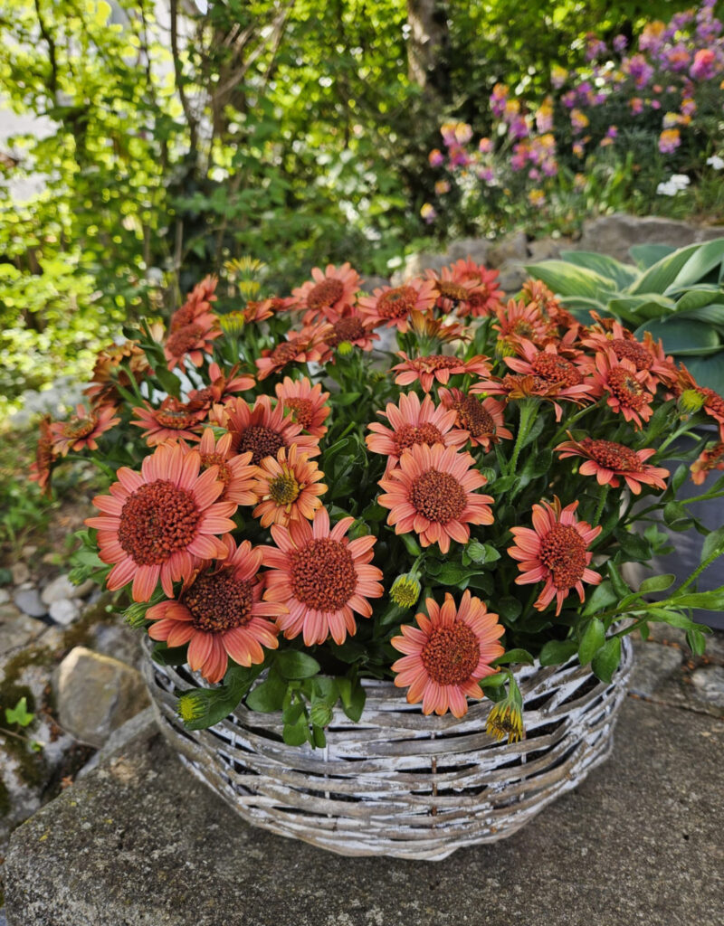 Osteospermum 4D Orange from Selecta One finished container 