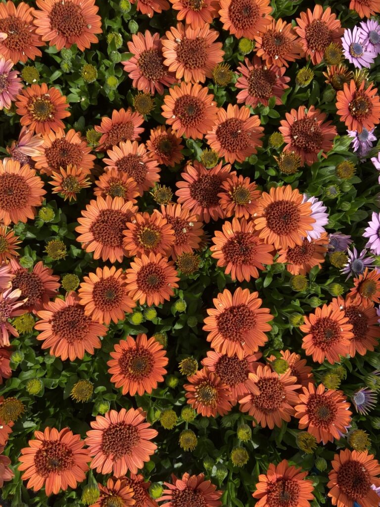 Osteospermum 4D Orange from Selecta One blooms 