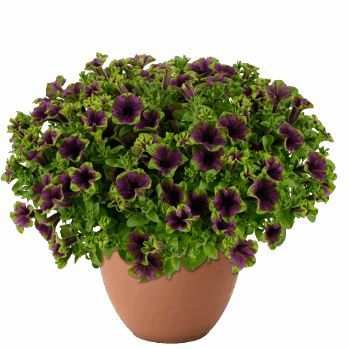 AMAZONAS™ Midnight Finch Danziger