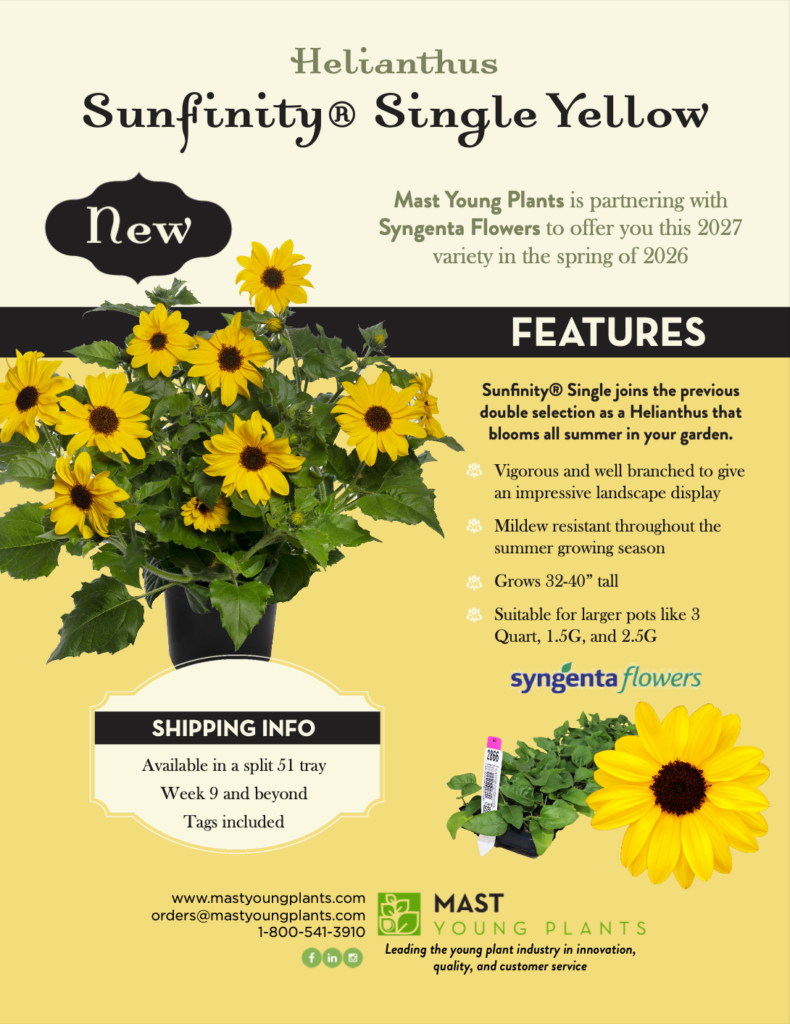 Helianthus Sunfinity Single Yellow Sales Flier 