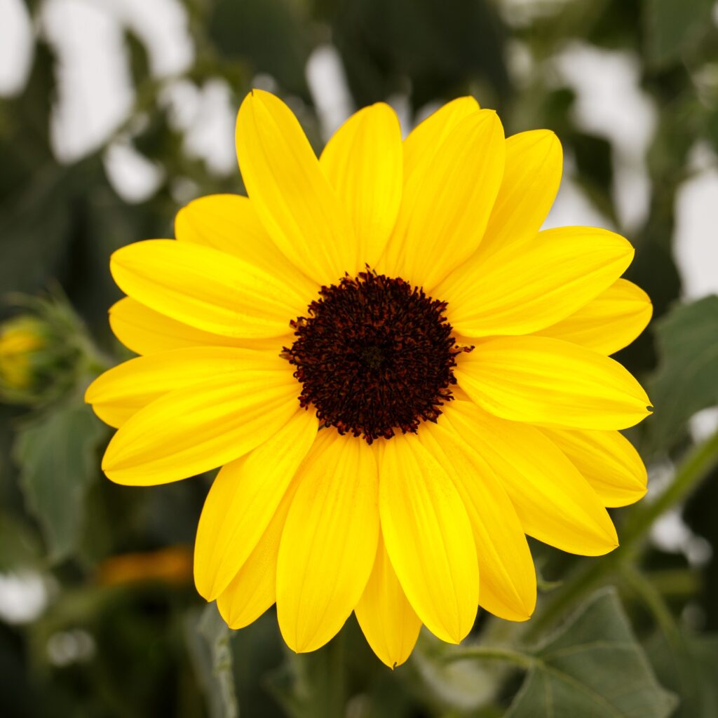Helianthus Sunfinity Single Yellow 