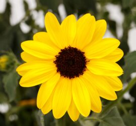 Helianthus Sunfinity Single Yellow