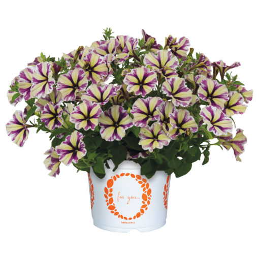 Violet Vortex Petunia Sweetunia®