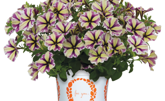 Violet Vortex Petunia Sweetunia®
