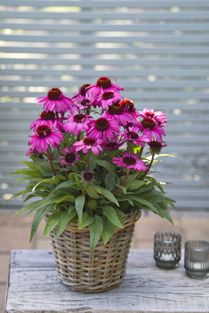 Echinacea SunMagic® Hot Pink