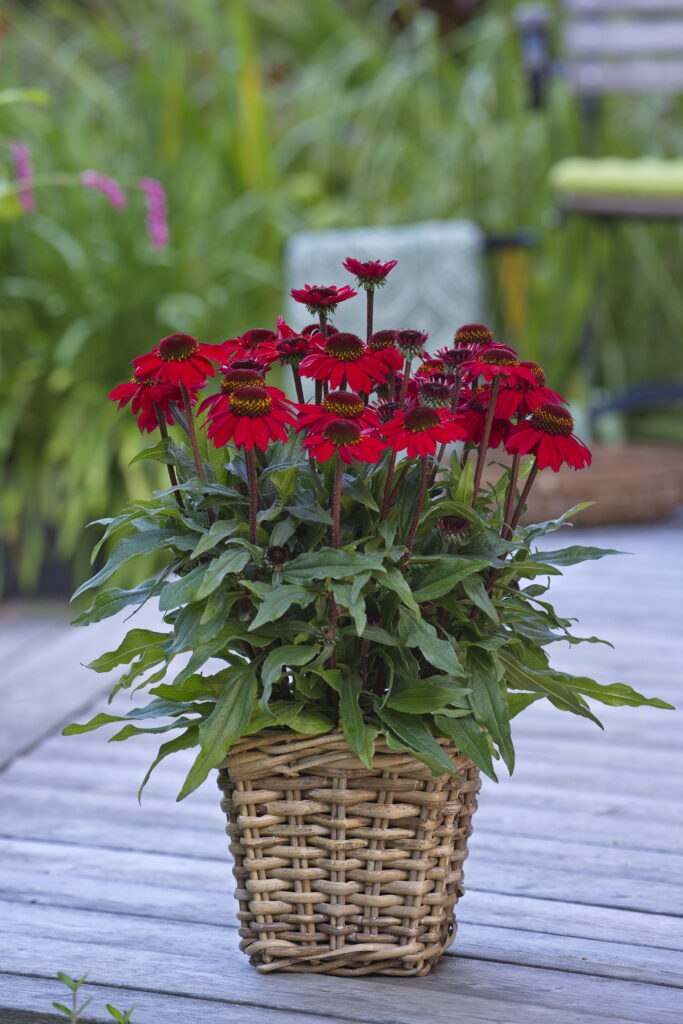 Echinacea SunMagic® Hot Red