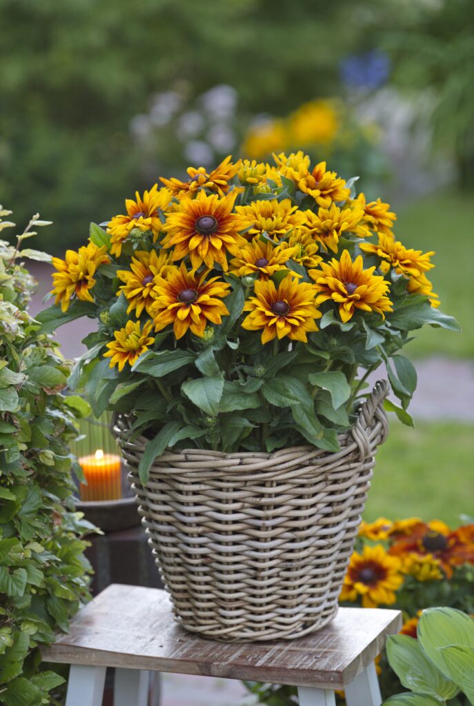 Rudbeckia Sunbeckia® Carla