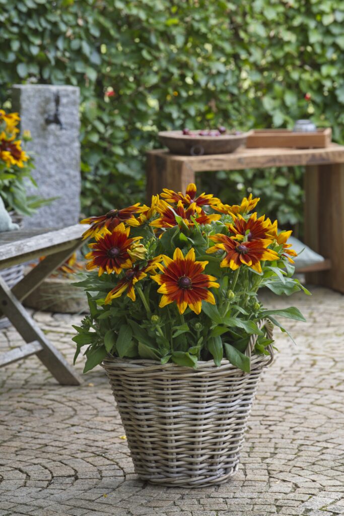 Rudbeckia Sunbeckia® Mia