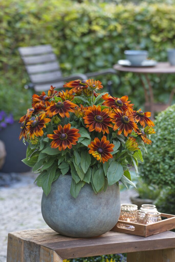 Rudbeckia Sunbeckia® Sarah