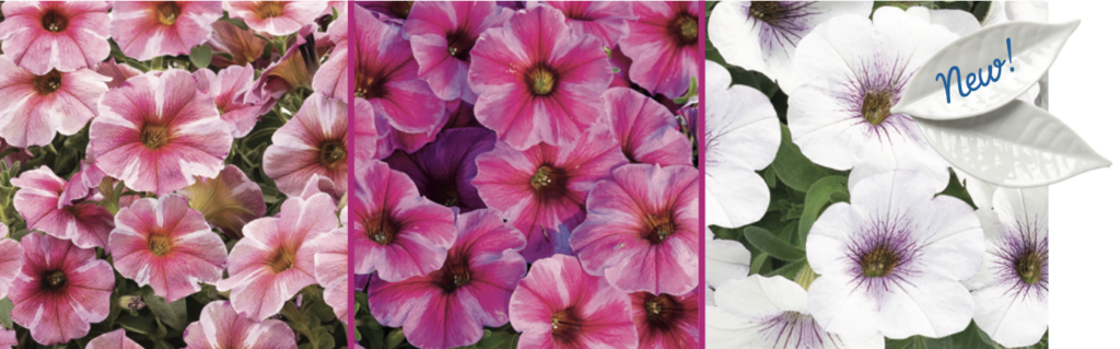 Mixed flowers 