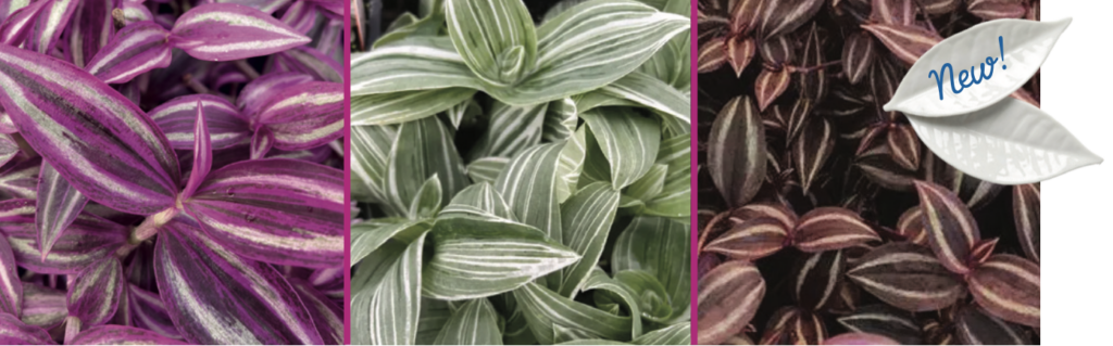 Image of 3 types of tradescantia 
