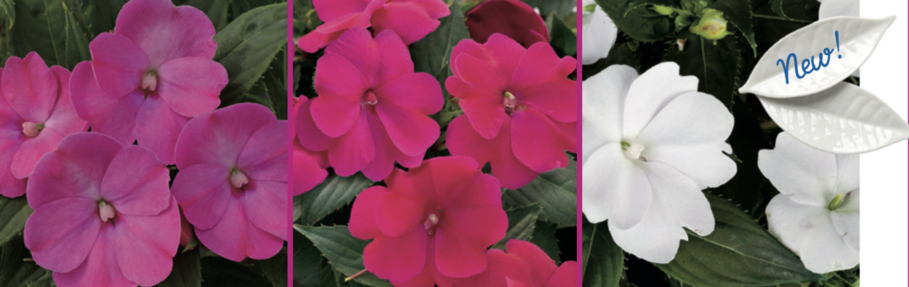 Flower mix