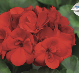 Geranium Zonal Moonlight™ Scarlet Red