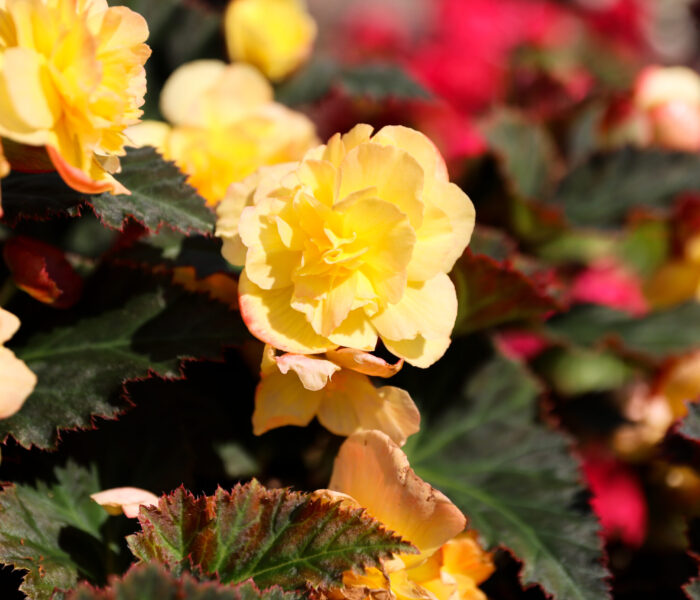 MYP Trial Garden 2025 yellow flowers