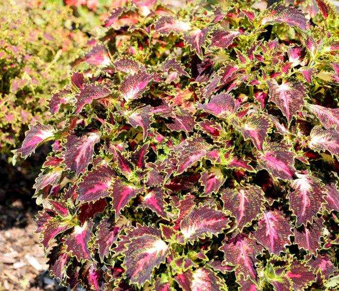 MYP Trial Garden 2025 coleus