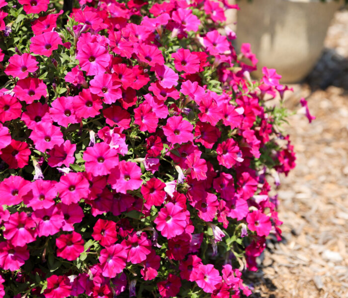 MYP Trial Garden 2025 pink flowers
