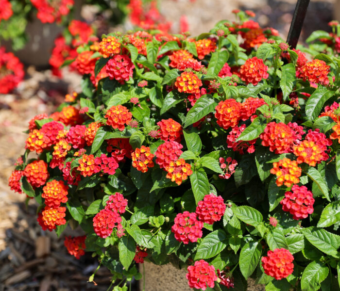 MYP Trial Garden 2025 Lantana flowers