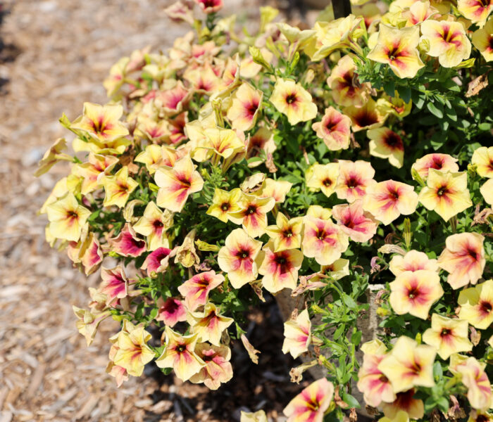 MYP Trial Garden 2025 flowers