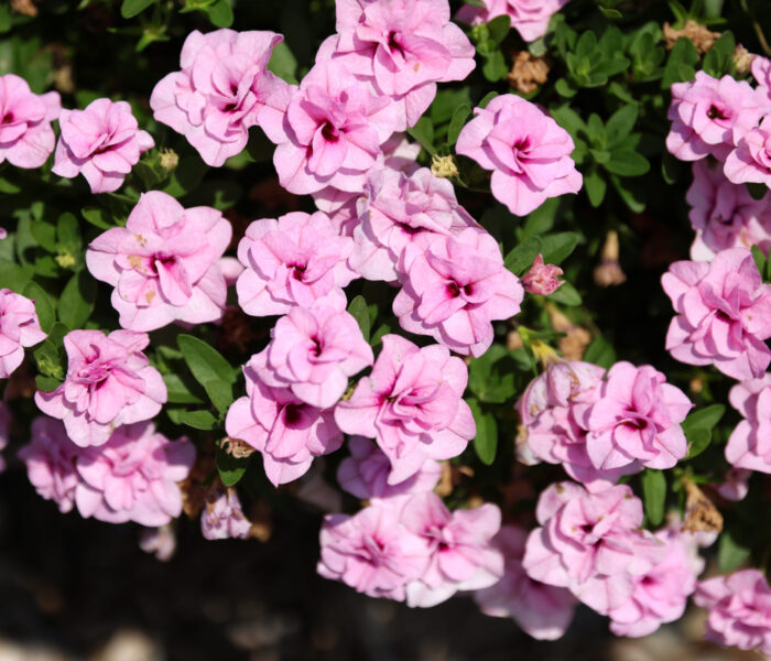 MYP Trial Garden 2025 pink flowers