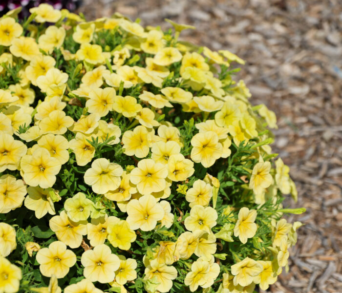 MYP Trial Garden 2025 Yellow flowers