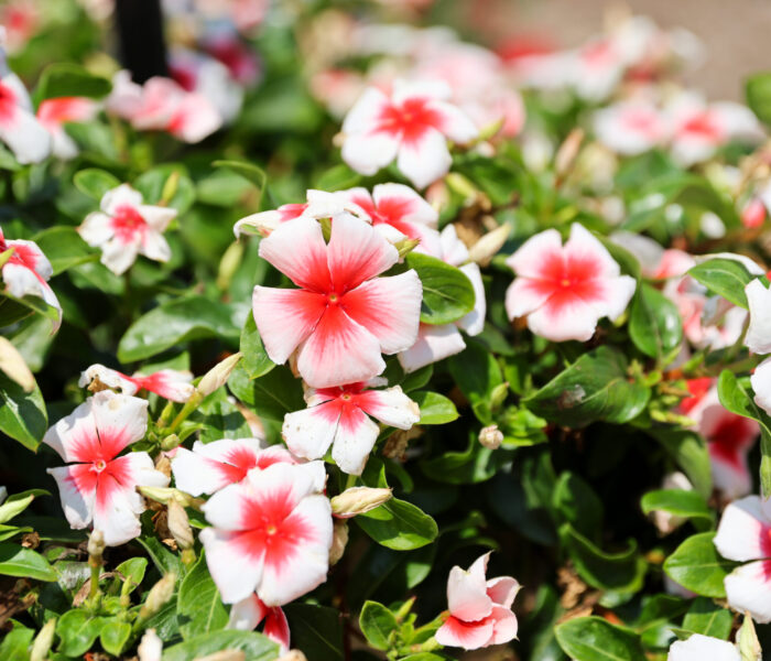 myp garden 2025 generic-437
